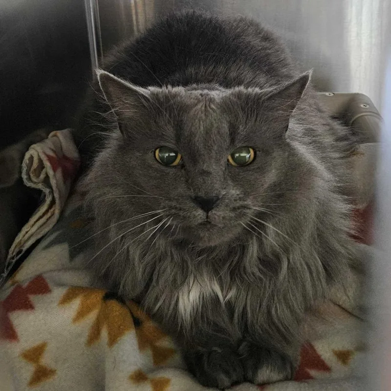 An adult extra large-sized male Gray / Blue / Silver Domestic Short Hair cat named Ham Bonded w Atticus for adoption in Dover, NH