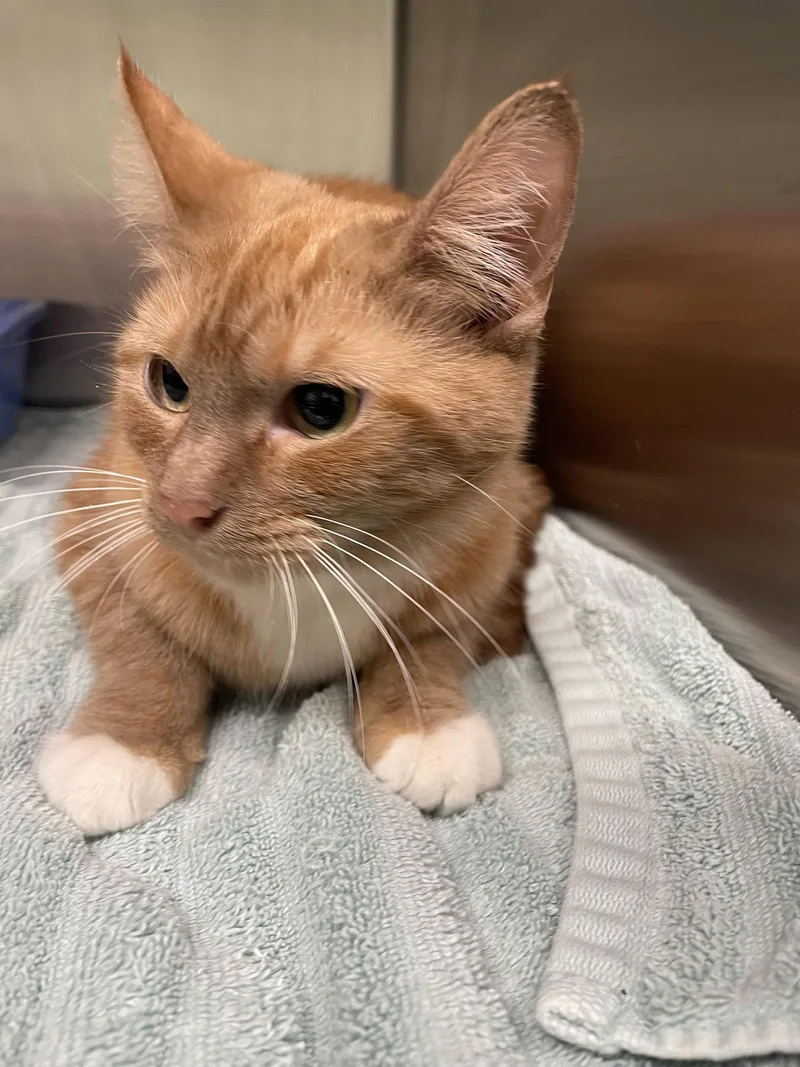 An adult medium-sized female Orange & White Tabby cat named Sonic for adoption in Georgetown, KY
