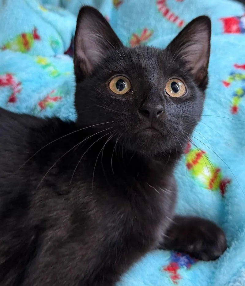 A young medium-sized female Bombay cat named Bastette for adoption in Horseshoe Bend, AR