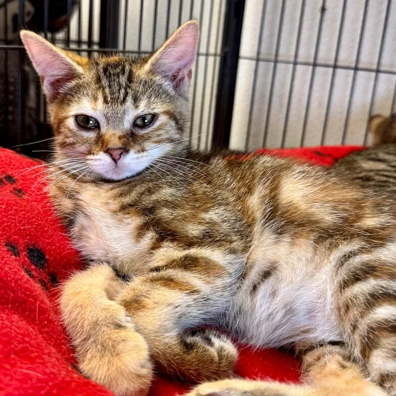 A baby medium-sized female Domestic Short Hair cat named Halla for adoption in Saginaw, MI