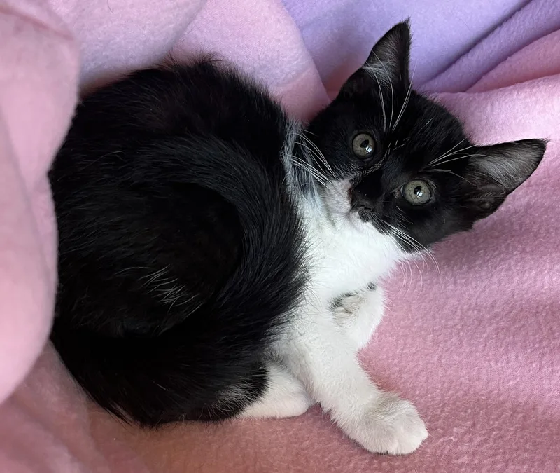 A baby medium-sized male Tuxedo cat named Ninja for adoption in Hood RIver, OR