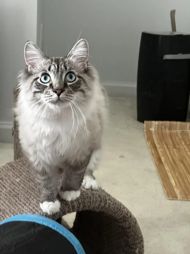 Simba