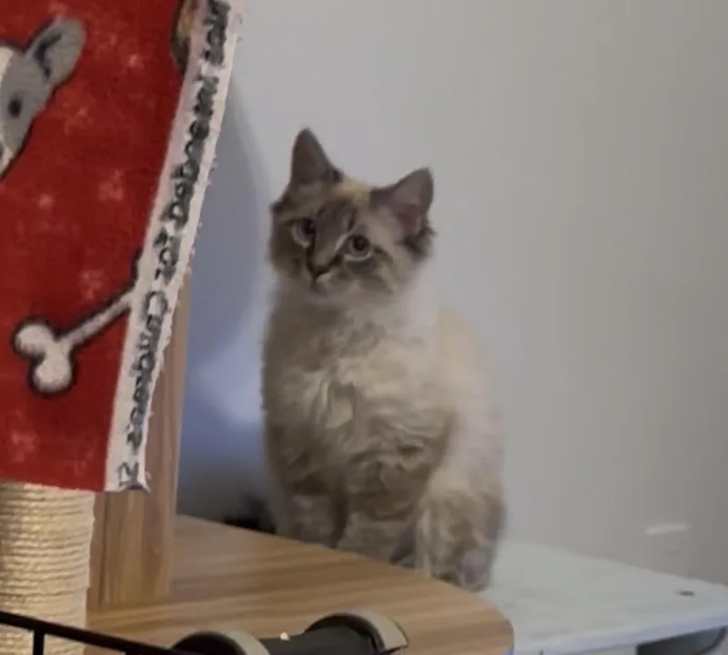 Simba thumbnail 2
