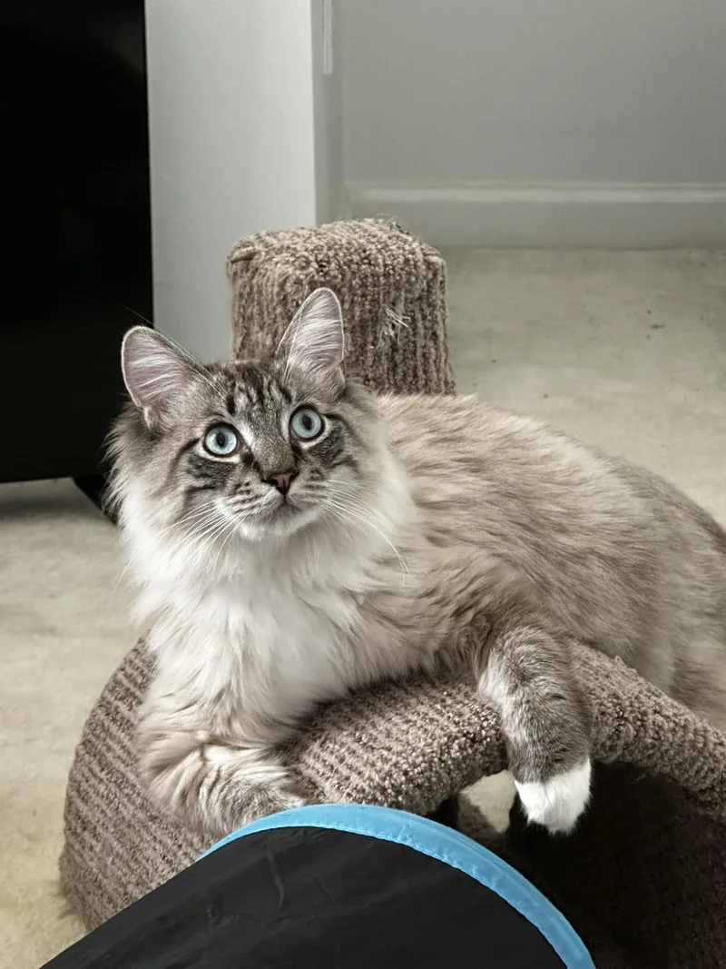 Simba thumbnail 4