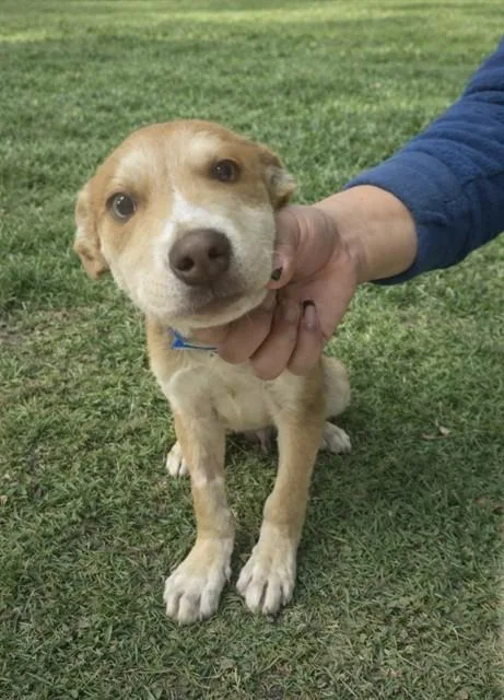 A young small-sized male Siberian Husky dog named James for adoption in Riverside, CA