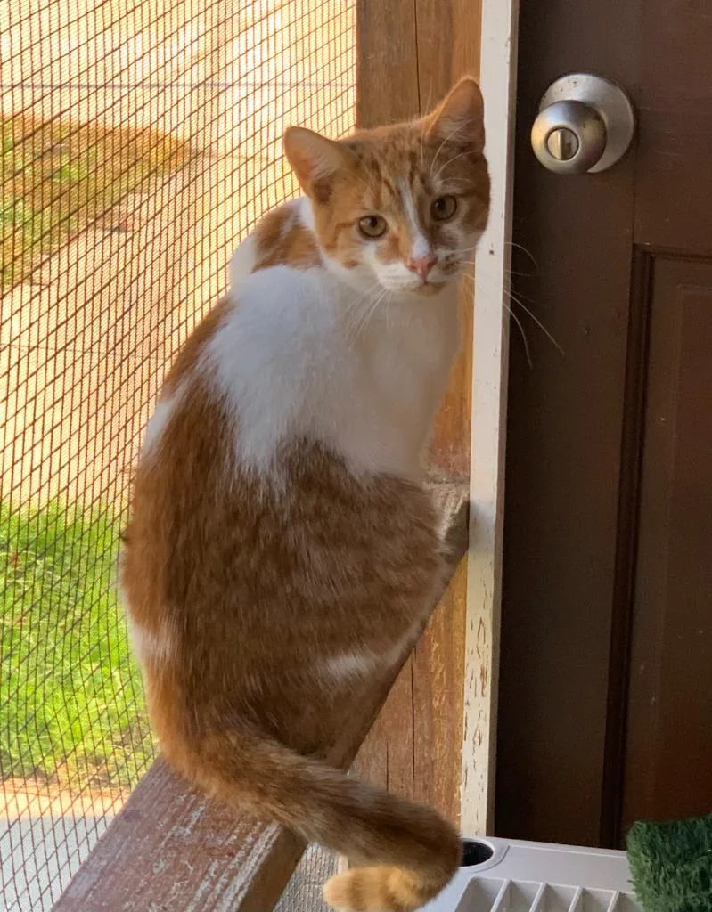 An adult small-sized male Domestic Short Hair cat named Hunk for adoption in Berlin, MD