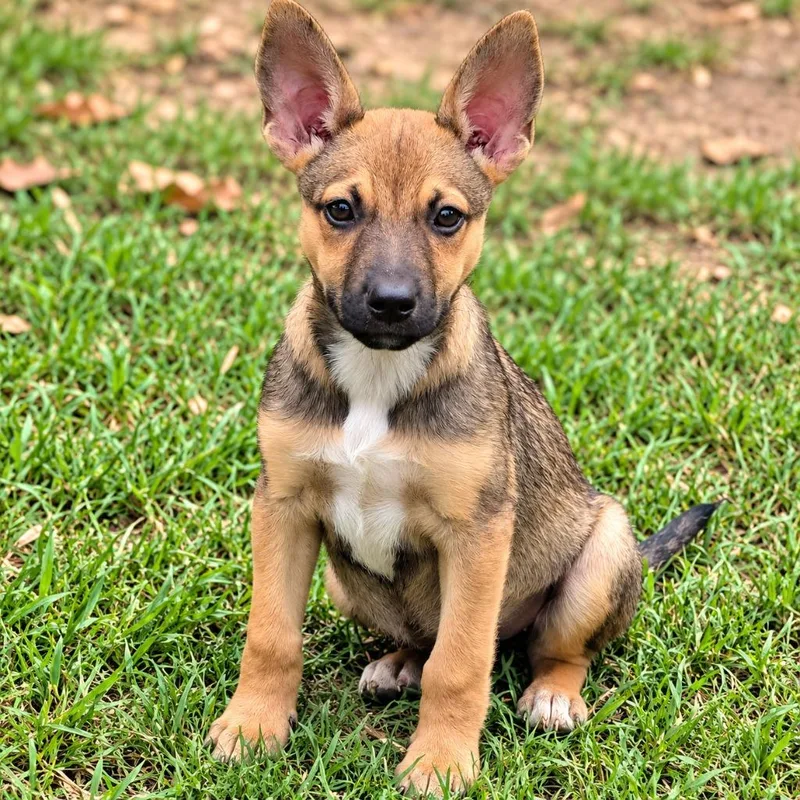 A baby medium-sized female Shepherd dog named OMiranda for adoption in Seven Points, TX