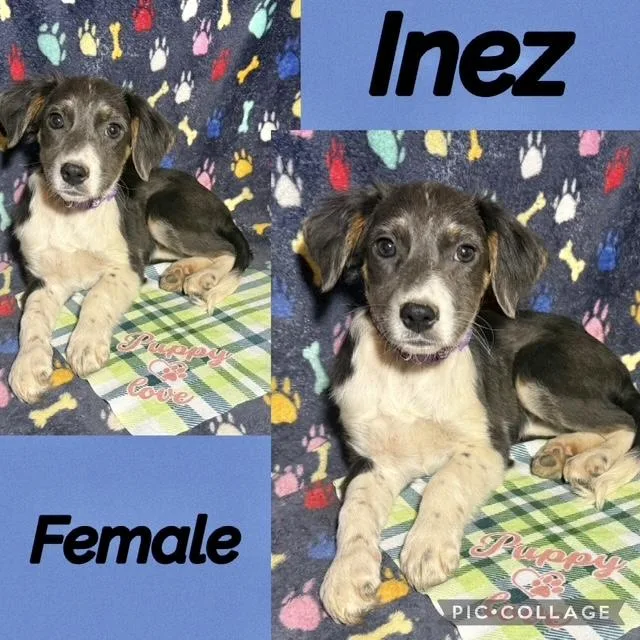 A baby medium-sized female Labrador Retriever dog named Inez for adoption in Manchester, CT