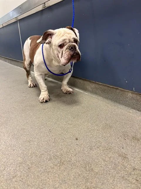 A senior medium-sized male English Bulldog dog named Chip for adoption in Miami, FL
