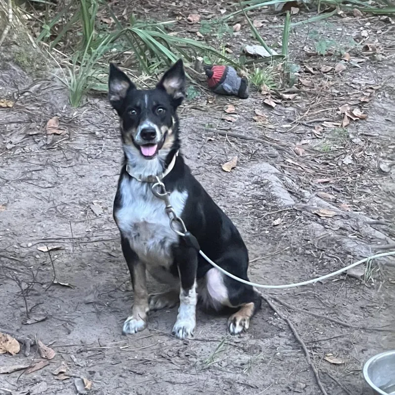 An adult medium-sized female Black German Shepherd Dog dog named Avery for adoption in Livingston, TX
