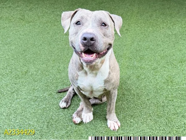 An adult large-sized female Mixed Breed dog named Gertrude for adoption in West Palm Beach, FL