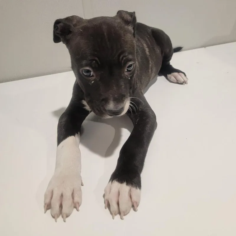 A baby medium-sized female Black Terrier dog named Pippy for adoption in Tampa, FL