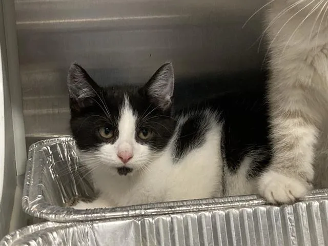 A baby small-sized male Domestic Short Hair cat named Odysseus for adoption in Tustin, CA