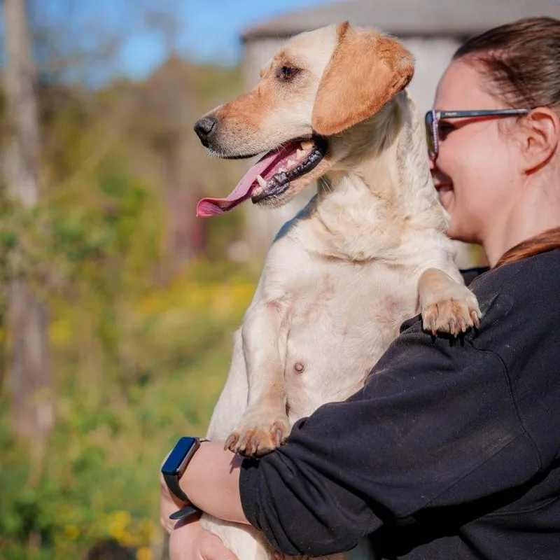 A young medium-sized female Yellow / Tan / Blond / Fawn Dachshund dog named Molly for adoption in Morristown, NJ