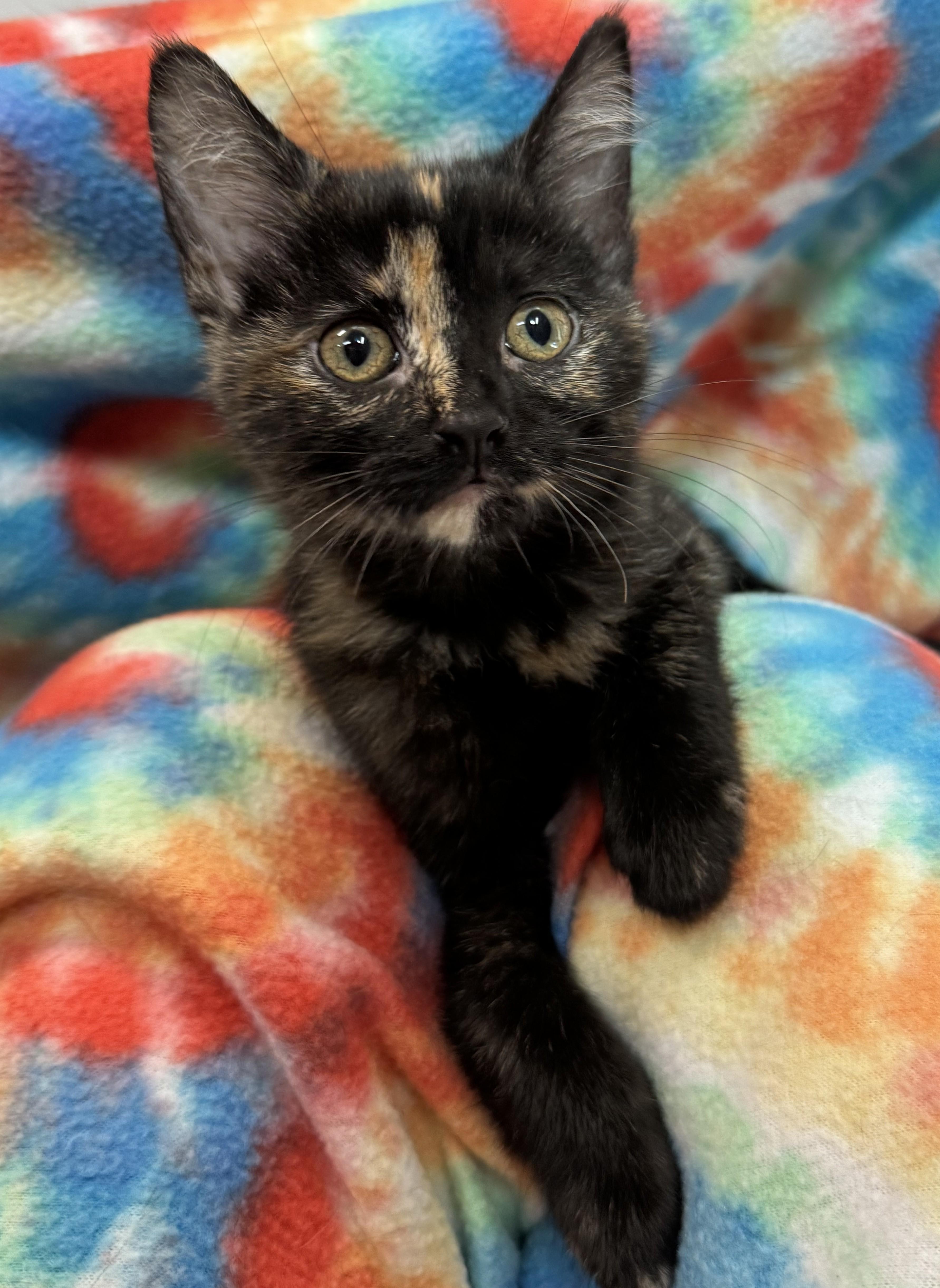 A baby medium-sized female Tortoiseshell Domestic Short Hair cat named Blanche for adoption in Tomah, WI