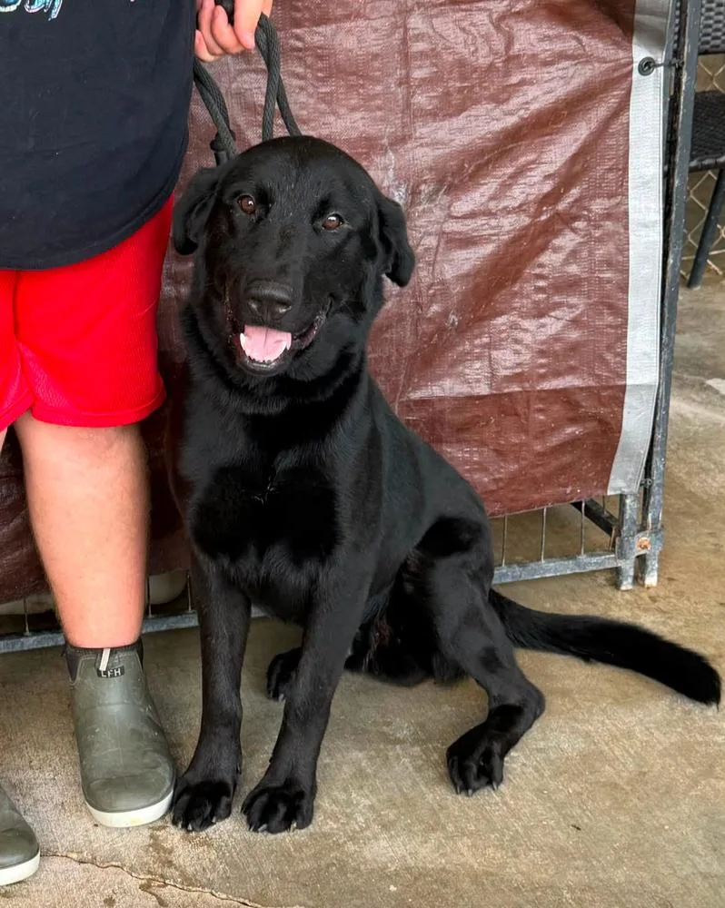 A young large-sized male Black Labrador Retriever dog named Bear for adoption in Scott, LA