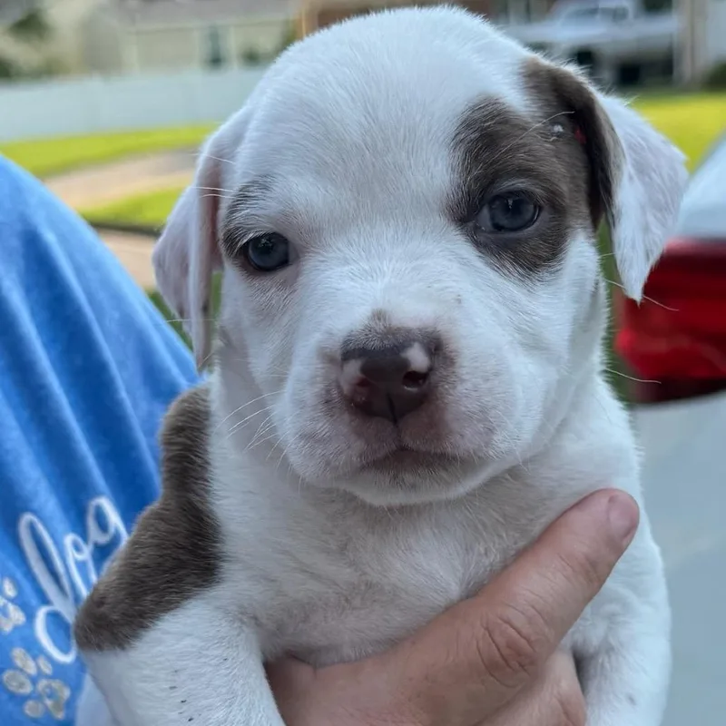 A baby medium-sized female White / Cream Pit Bull Terrier dog named LeAnn Rimes for adoption in Chesapeake, VA