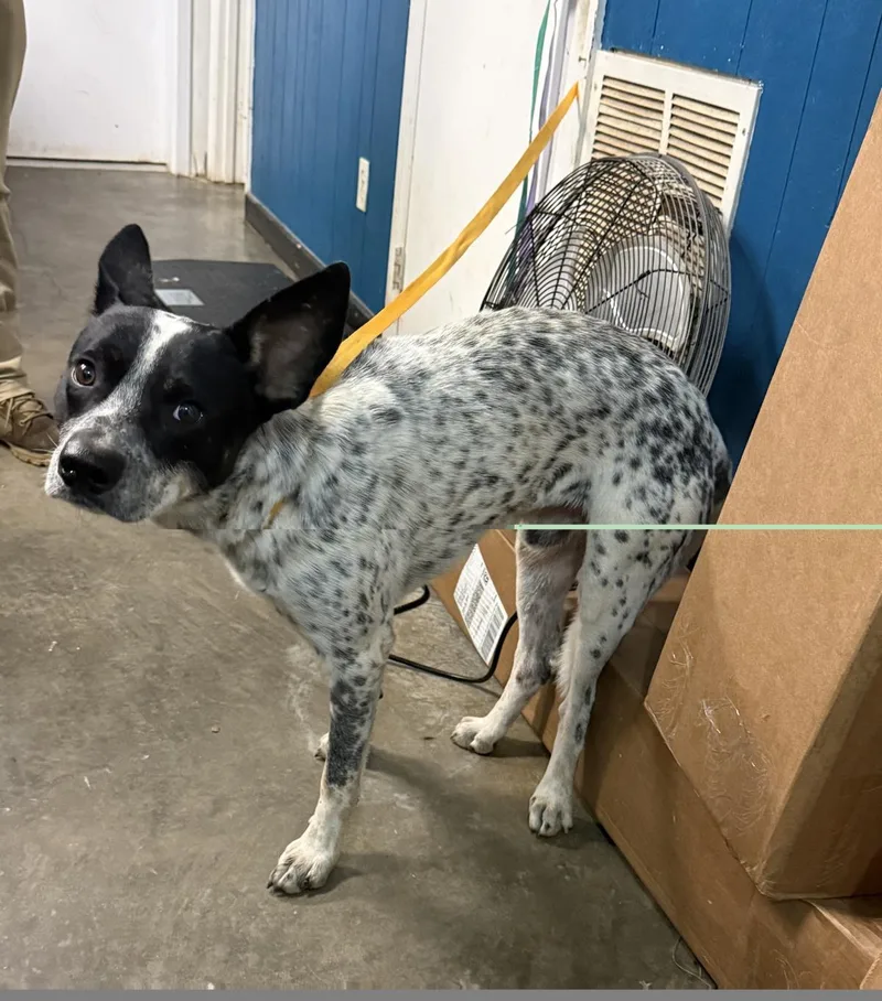 A young medium-sized male Australian Cattle Dog / Blue Heeler dog named Kylo for adoption in Ozark, AL