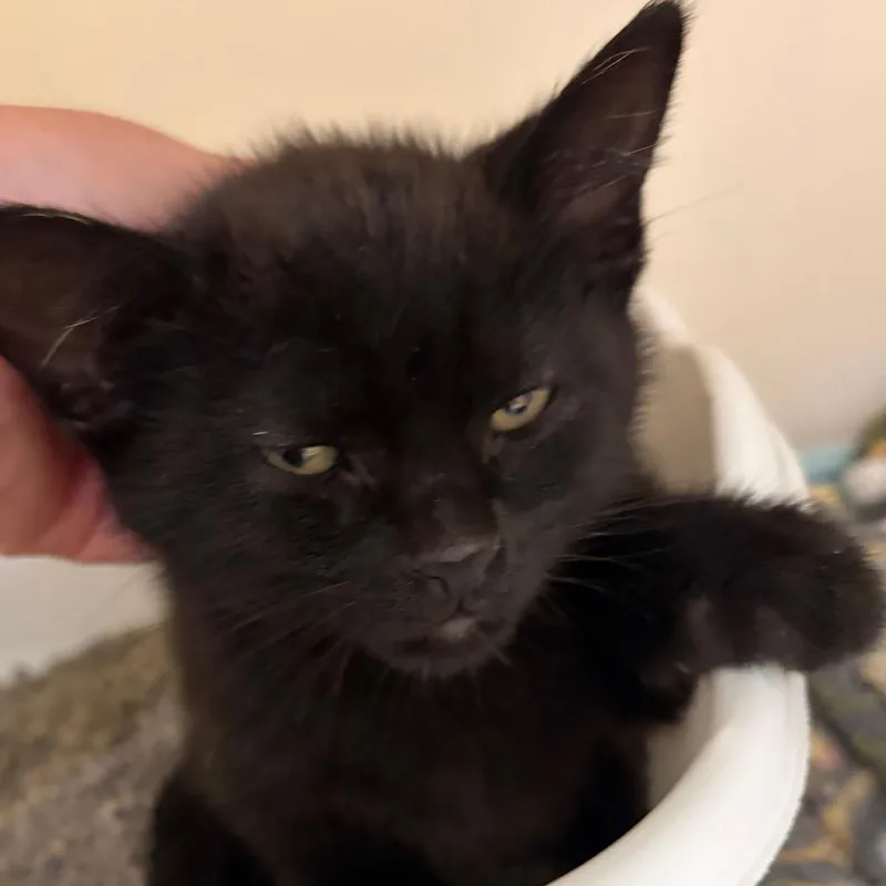 A baby small-sized male Black Domestic Short Hair cat named Puck for adoption in Zanesville, OH