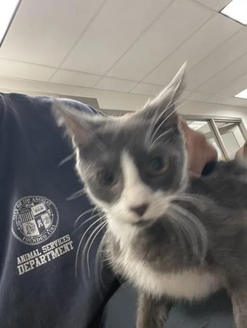 A baby small-sized male Domestic Short Hair cat named Thadaeus for adoption in Van Nuys, CA