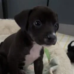 A baby medium-sized female Brown / Chocolate Mixed Breed dog named Wasabi for adoption in West Palm Beach, FL