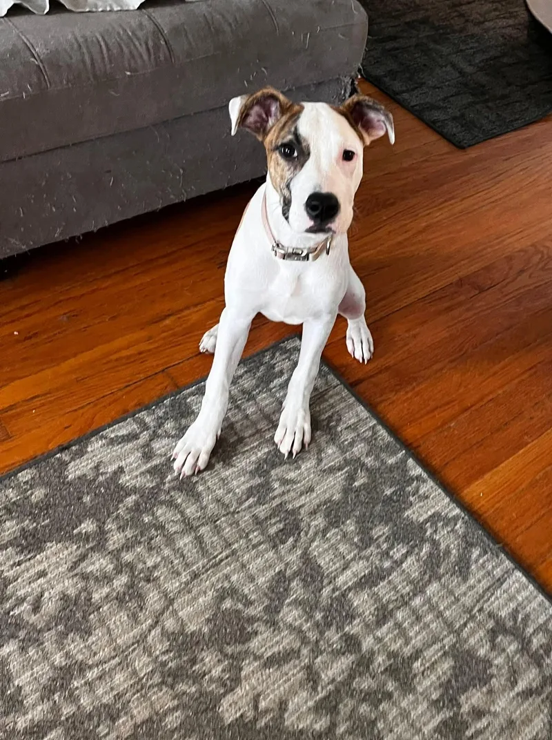 A young medium-sized female Mixed Breed dog named Willa for adoption in Fenton, MO