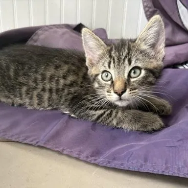 Wiggle