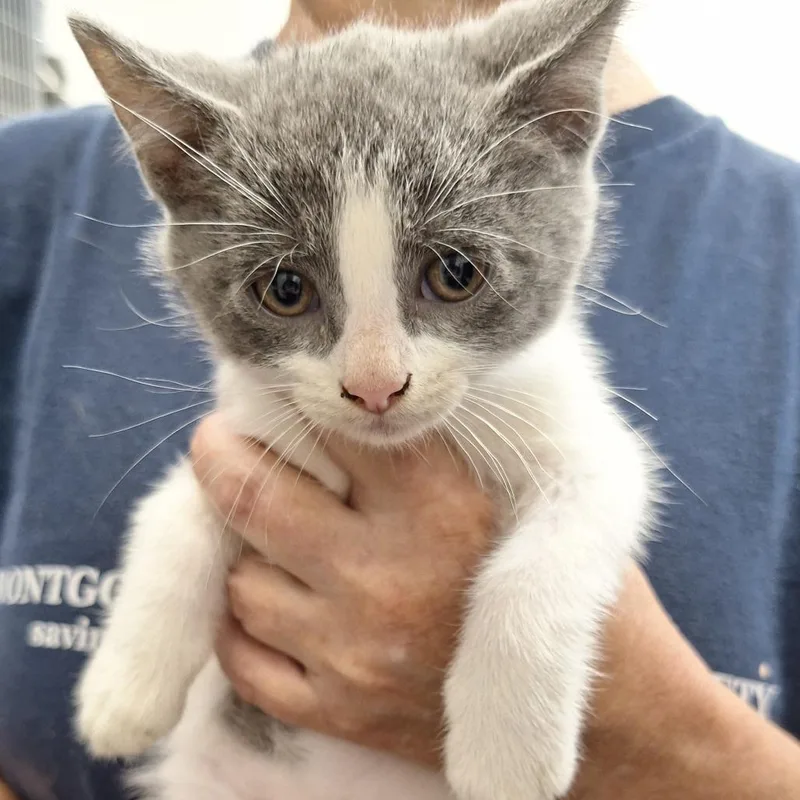 A baby small-sized male White Domestic Short Hair cat named Dash for adoption in Montgomery, AL