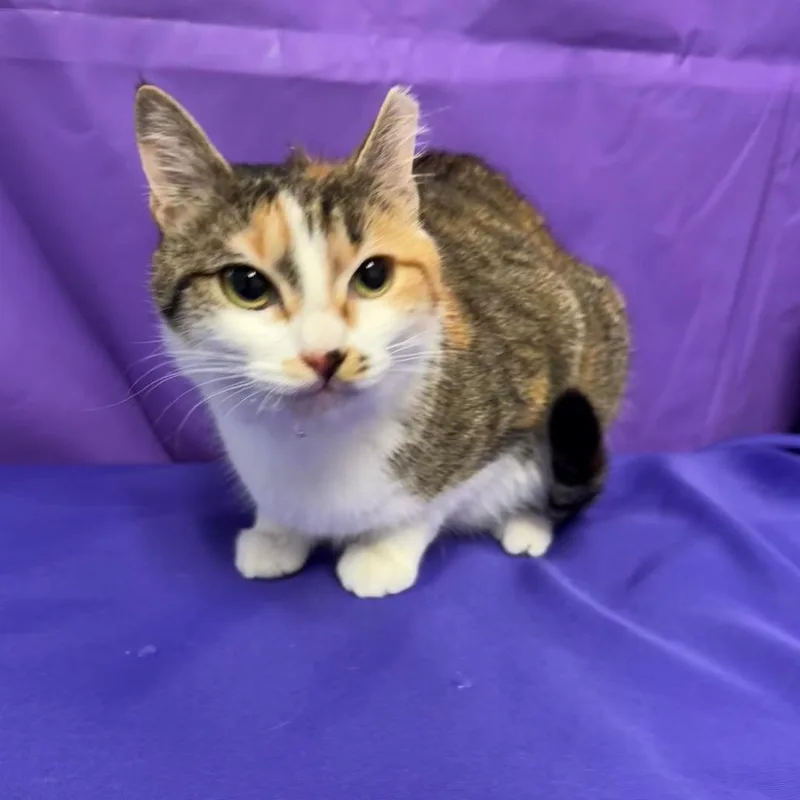 A young medium-sized female Calico Domestic Medium Hair cat named Kat for adoption in North Myrtle Beach, SC