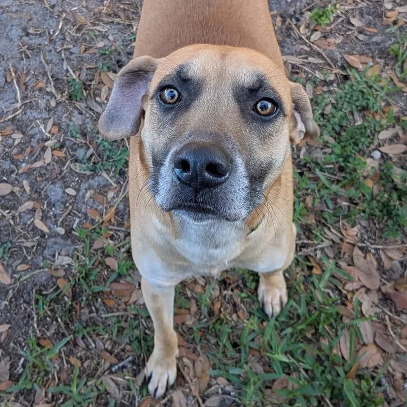An adult medium-sized male Yellow / Tan / Blond / Fawn Black Mouth Cur dog named Baylor for adoption in Port Richey, FL