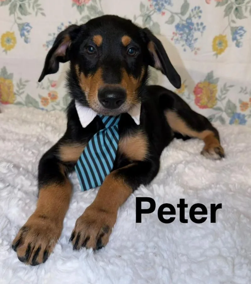 Peter