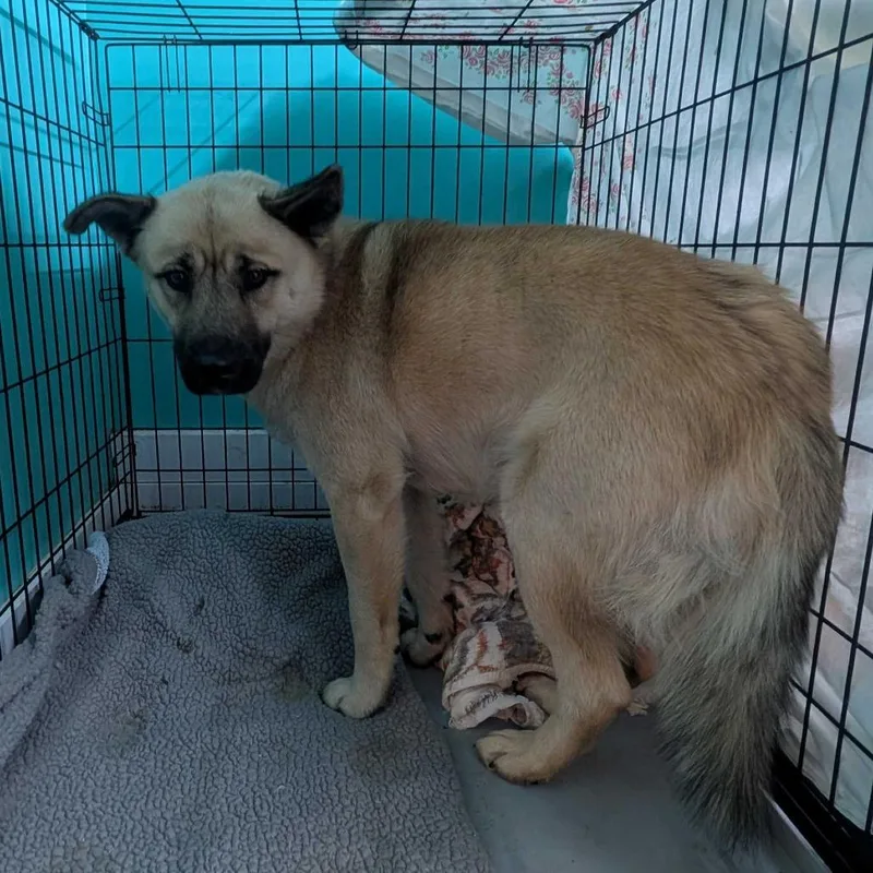 An adult medium-sized male Yellow / Tan / Blond / Fawn Shepherd dog named Lucas for adoption in Jefferson city, TN