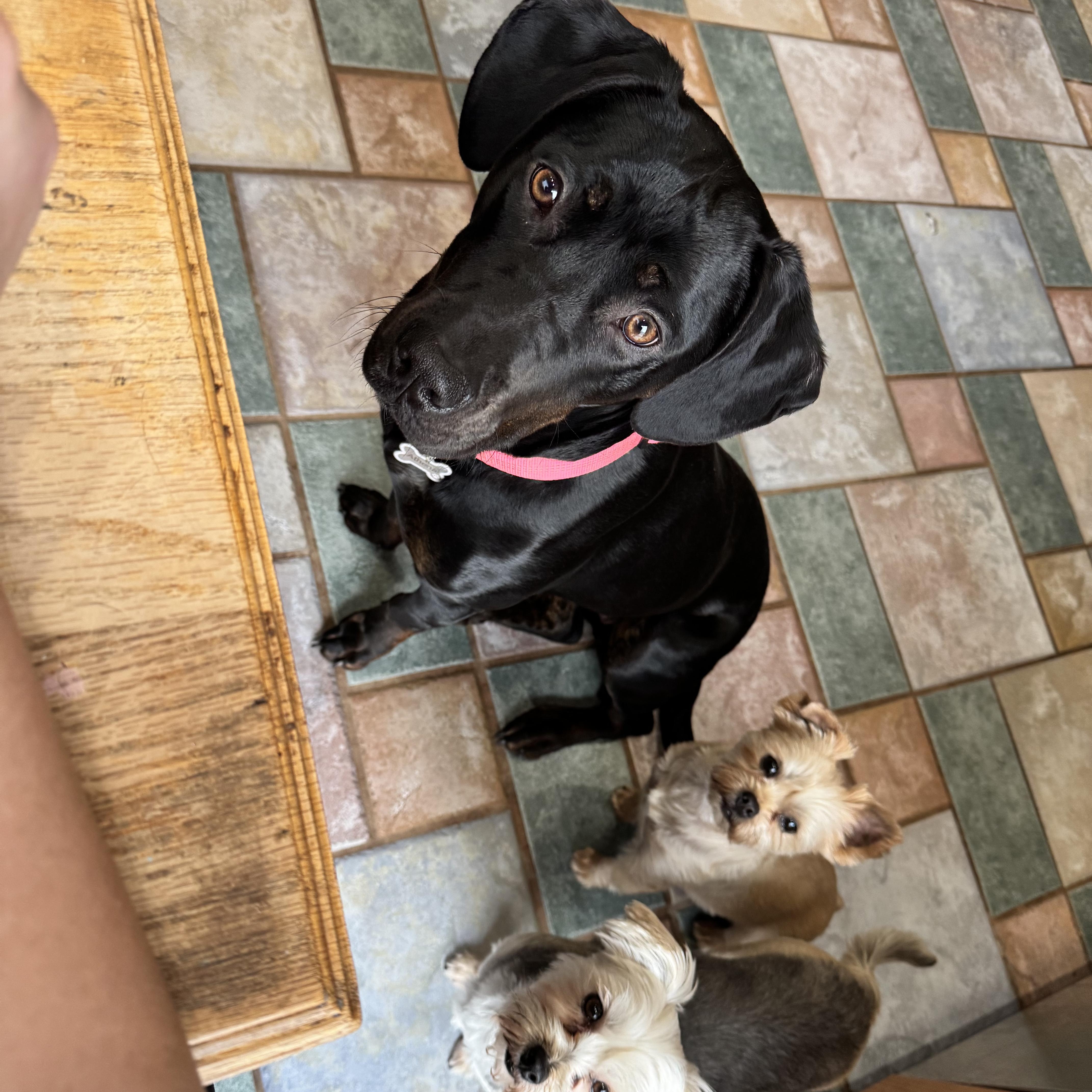 An adult medium-sized female Black Labrador Retriever dog named Athena for adoption in Wyandotte, MI