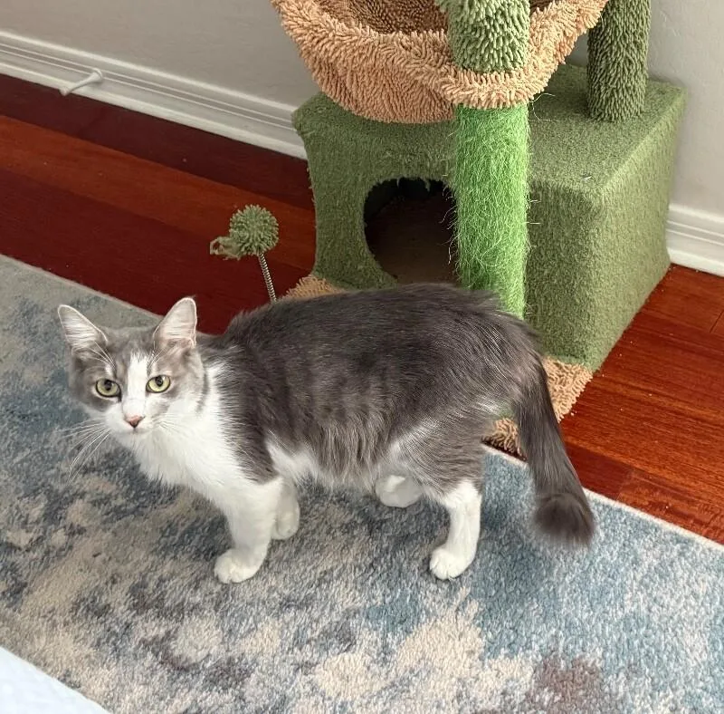 An adult small-sized female Gray & White Domestic Short Hair cat named Fluffers for adoption in Anthem, AZ