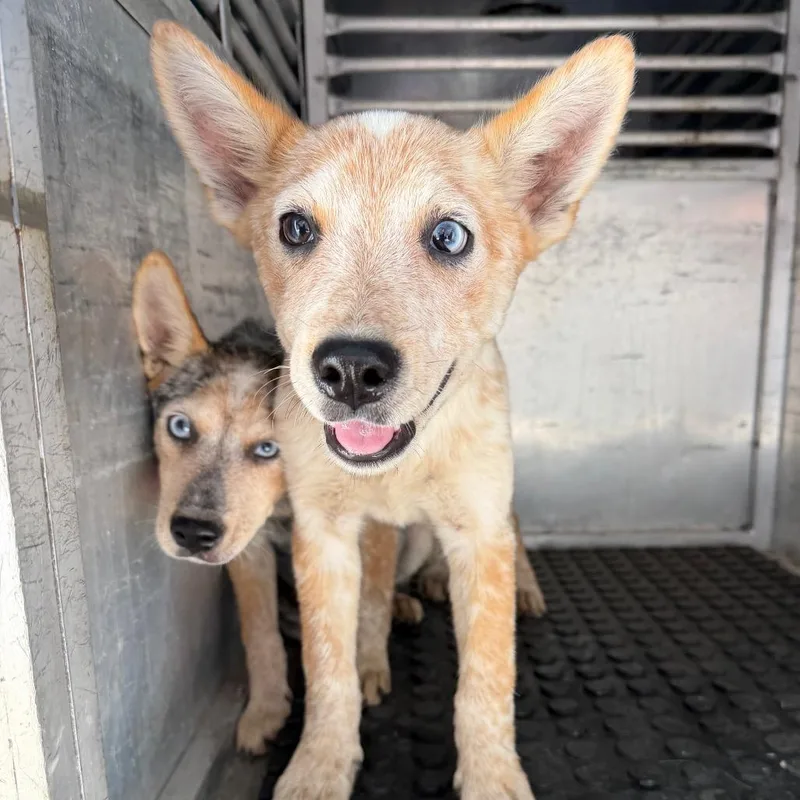 A baby small-sized male Black Cattle Dog dog named Sazon for adoption in Edinburg, TX