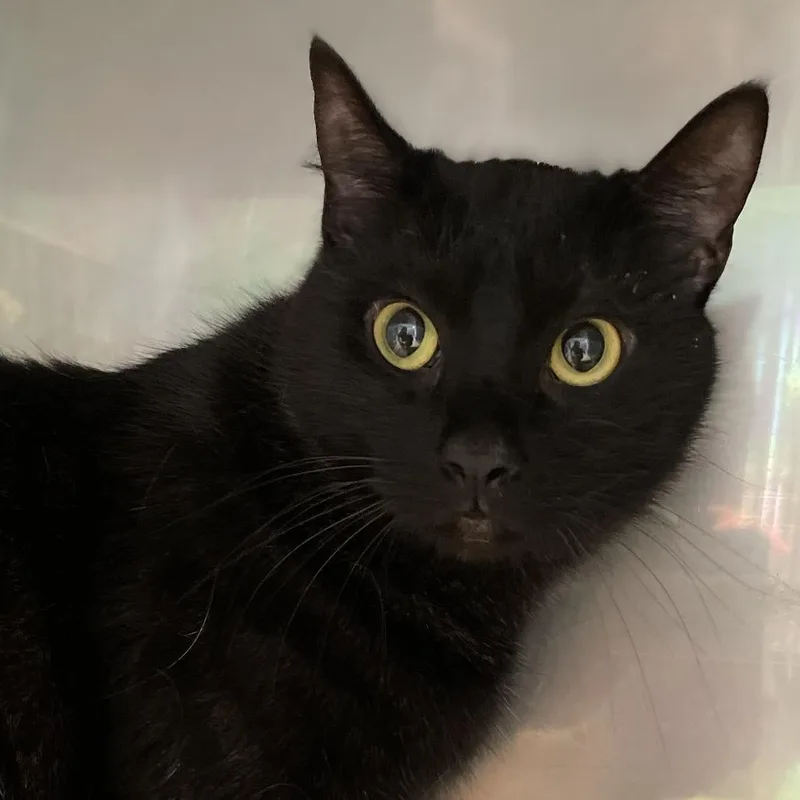 An adult medium-sized female Black Domestic Short Hair cat named Blackberry for adoption in Hawthorne, CA