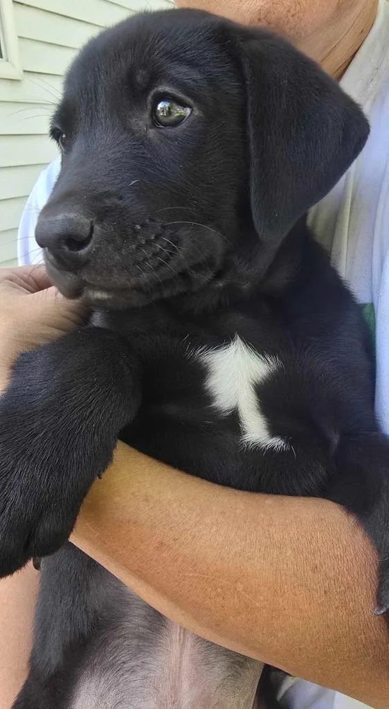 A baby medium-sized male Black Mouth Cur dog named Moonie for adoption in Salt Lake City, UT