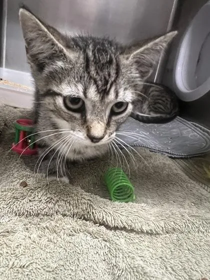 A young small-sized male Domestic Short Hair cat named b Musketeers for adoption in North Charleston, SC