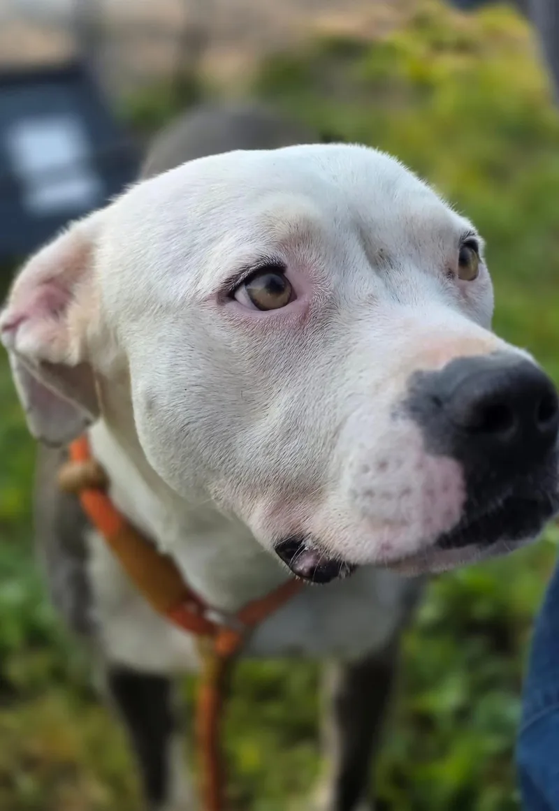 An adult medium-sized female Black Pit Bull Terrier dog named Apana for adoption in Chicago, IL