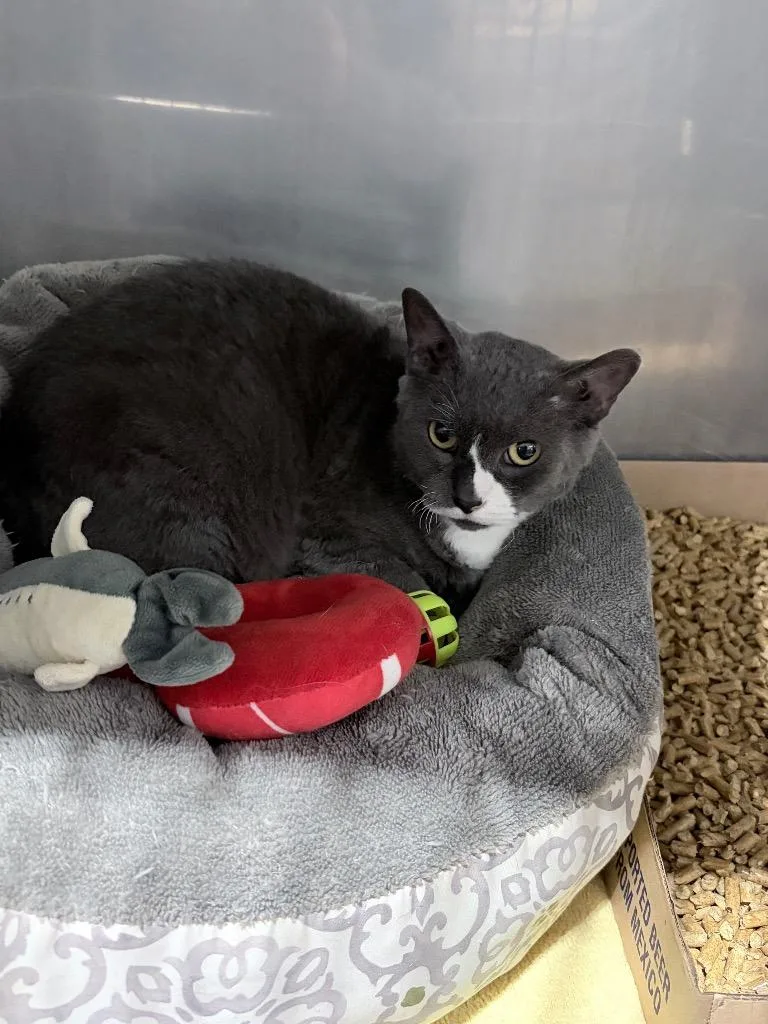 A young small-sized female Domestic Short Hair cat named Cookie Dough for adoption in Pierceton, IN