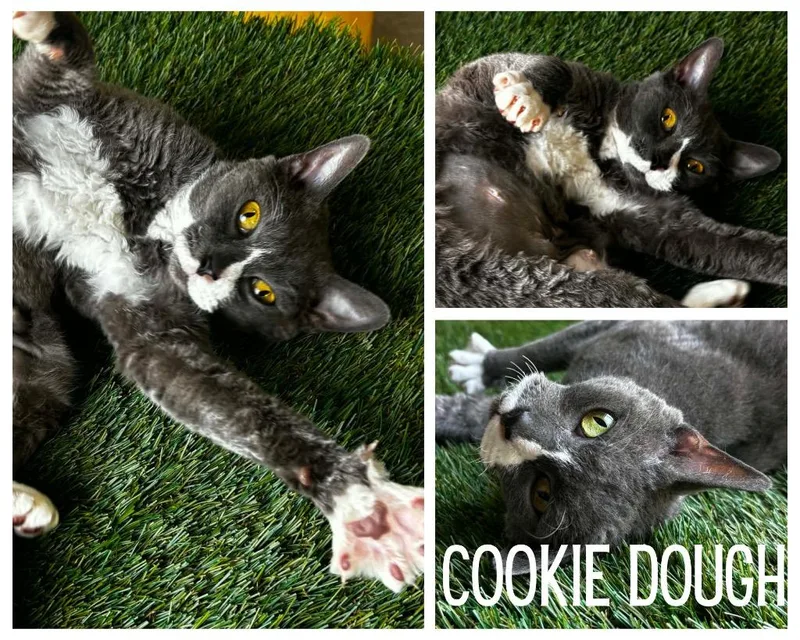 Cookie Dough thumbnail 2