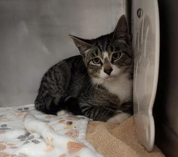 A young medium-sized male Domestic Short Hair cat named Stardust for adoption in Great Falls, MT