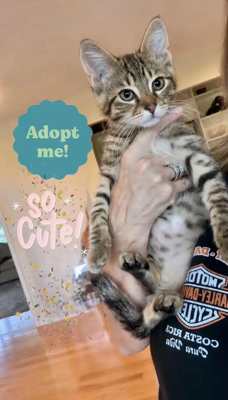 A baby medium-sized male Brown / Chocolate Tabby cat named Ollie for adoption in Saginaw, MI