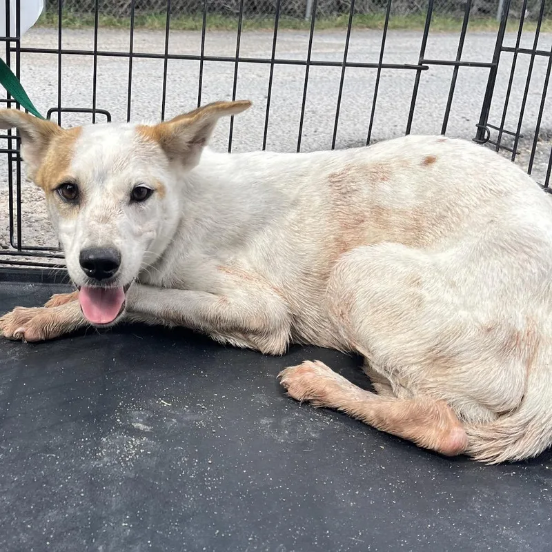 A young small-sized male White / Cream Terrier dog named Jeremy for adoption in Edinburg, TX