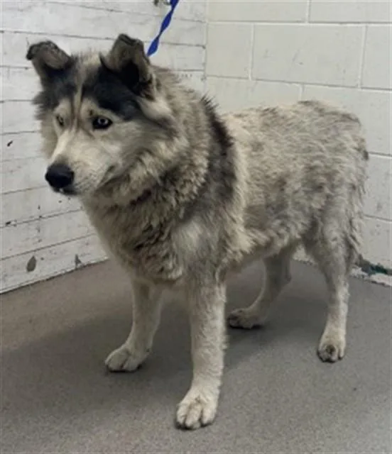A young medium-sized female Siberian Husky dog named Sadie for adoption in San Bernardino, CA