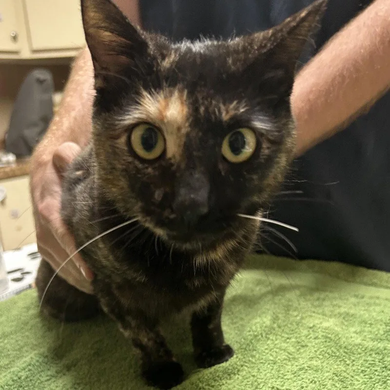 An adult medium-sized female Domestic Short Hair cat named Lucille for adoption in Dallas, TX