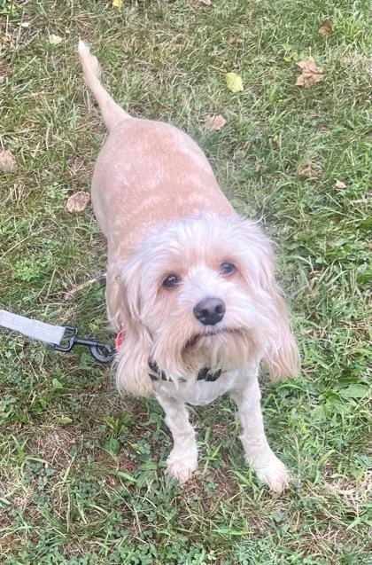 A young medium-sized female Yellow / Tan / Blond / Fawn English Cocker Spaniel dog named Winnie for adoption in Annapolis, MD