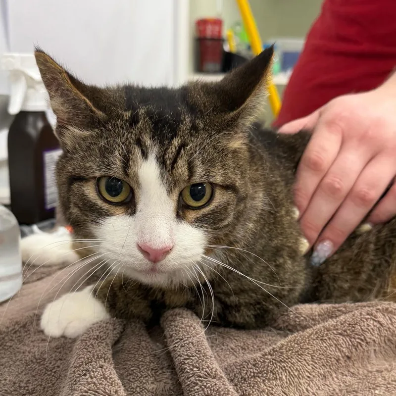 A young large-sized male Brown / Chocolate Domestic Short Hair cat named Tim for adoption in East Smithfield , PA