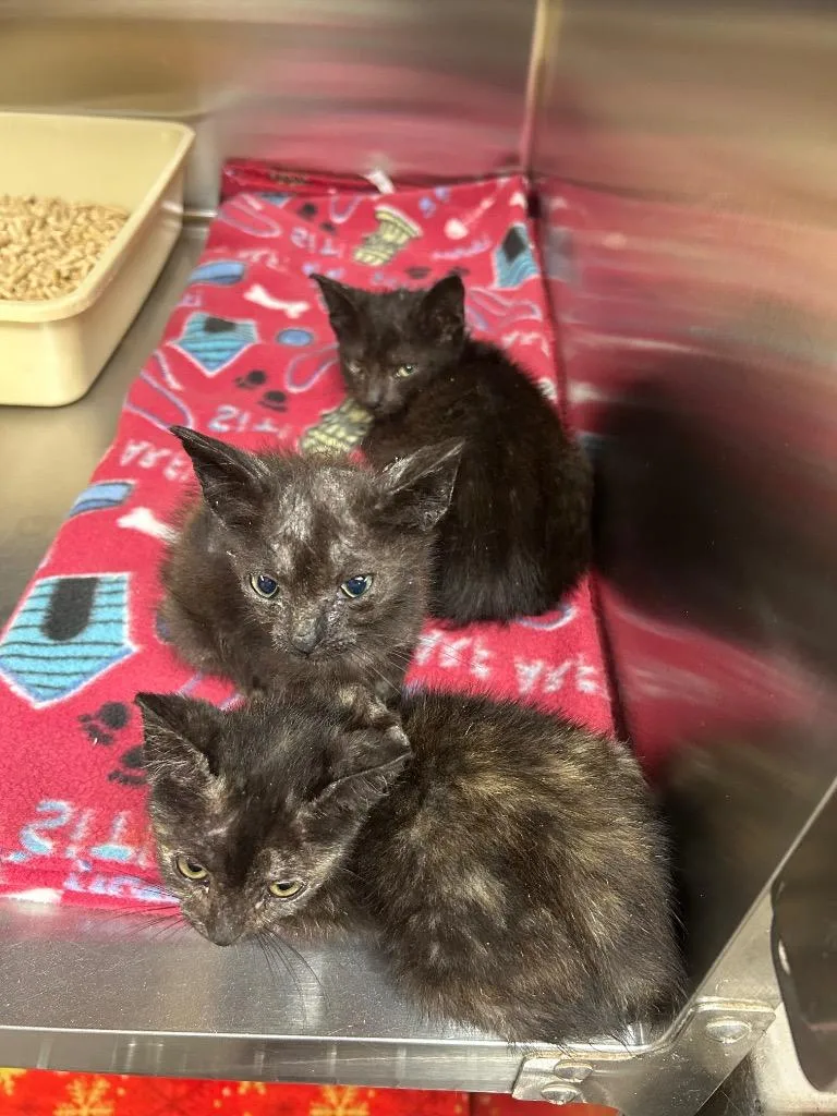 A baby medium-sized male Domestic Short Hair cat named Hamlet for adoption in Gautier, MS