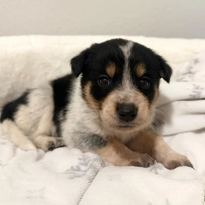 A baby small-sized female White / Cream Border Collie dog named Sabrina Wilder for adoption in Austin, TX